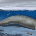 Bizarre-Searching Colossus Whale May Have Been Heaviest Animal Ever (Sorry, Blue Whales)
