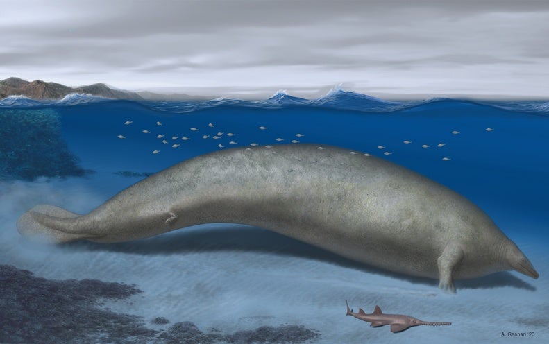 Bizarre-Searching Colossus Whale May Have Been Heaviest Animal Ever (Sorry, Blue Whales)