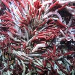 Unusual Ecosystem Found Flourishing down below Seafloor Hydrothermal Vents