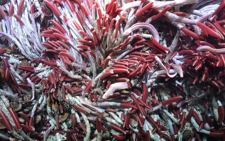 Unusual Ecosystem Found Flourishing down below Seafloor Hydrothermal Vents