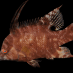How a Shade-Modifying Hogfish Understands no matter if Its Skin Is White, Brown or Polka-Dotted
