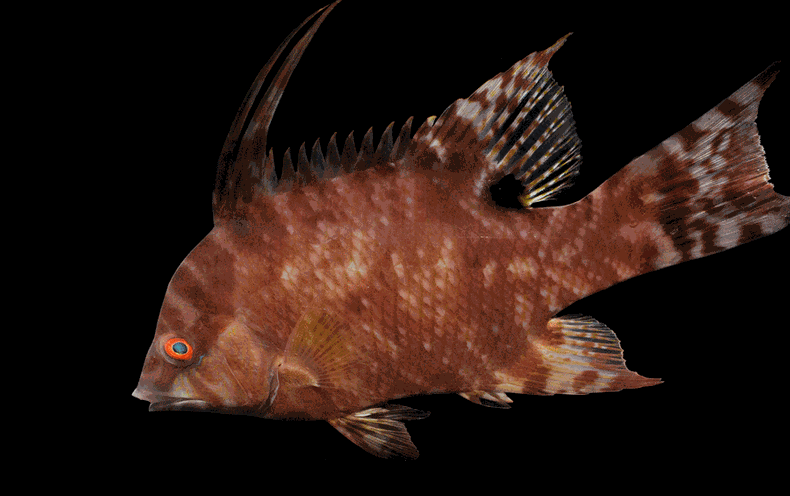 How a Shade-Modifying Hogfish Understands no matter if Its Skin Is White, Brown or Polka-Dotted