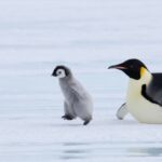 Penguin Chicks Are Dying Off as Antarctic Sea Ice Disappears