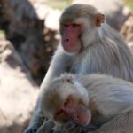 Male Monkeys Have More Intercourse with Other Males Than with Women in This Properly-Examined Group