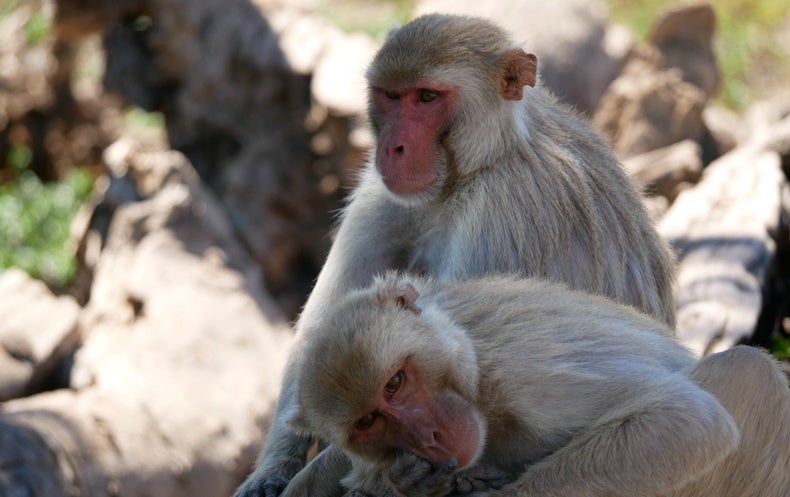 Male Monkeys Have More Intercourse with Other Males Than with Women in This Properly-Examined Group
