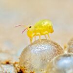 More than 50 % of Earth’s Species Dwell Underground