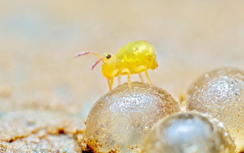 More than 50 % of Earth’s Species Dwell Underground