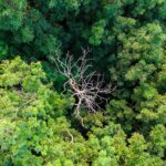 Tropical Forests May well Be Obtaining As well Incredibly hot for Photosynthesis