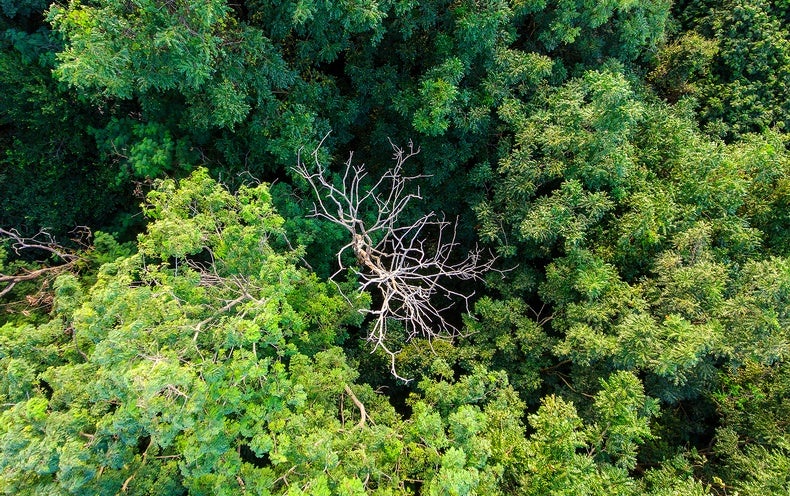 Tropical Forests May well Be Obtaining As well Incredibly hot for Photosynthesis