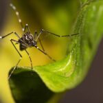 Warmth Waves Could Destroy Off Human-Bred Mosquitoes