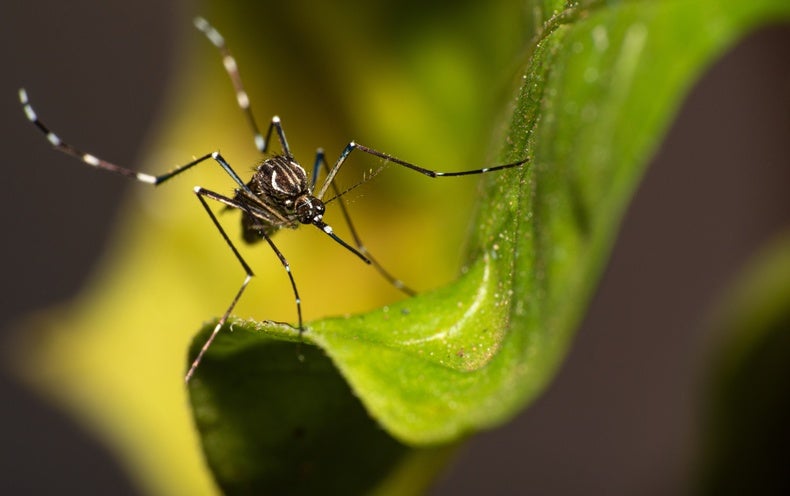 Warmth Waves Could Destroy Off Human-Bred Mosquitoes