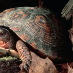 Turtle Shells Report Nuclear Record