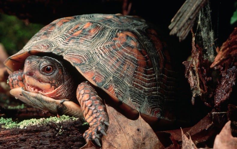 Turtle Shells Report Nuclear Record