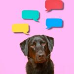 Can Dogs Use Language? – Scientific American