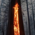 The Potential risks of Wildfire Smoke