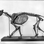 Fossils Buried in LA Tar Pit Exhibit Why Saber-Toothed Cats Blinked Out of Existence