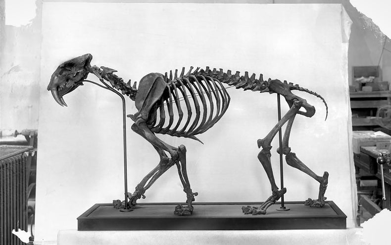 Fossils Buried in LA Tar Pit Exhibit Why Saber-Toothed Cats Blinked Out of Existence