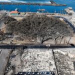 Why a Banyan Tree Harmed in the Maui Wildfire Was So Beloved