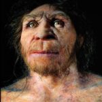 Human Ancestors Virtually Went Extinct 900,000 A long time Ago