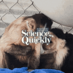 This Lesbian Monkey Enjoy Triangle Tells Us Something Really Interesting about ‘Darwin’s Paradox’