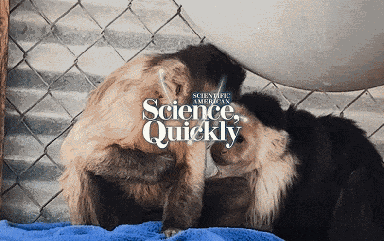 This Lesbian Monkey Enjoy Triangle Tells Us Something Really Interesting about ‘Darwin’s Paradox’