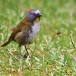 Two New Toxic Birds Found out