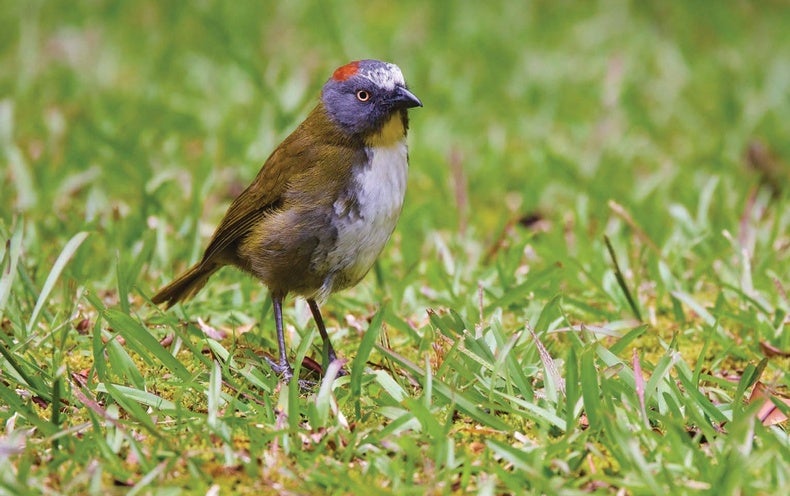 Two New Toxic Birds Found out
