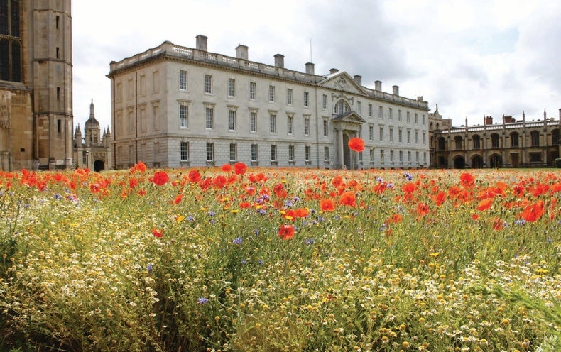 Biodiversity Flourishes in Historic Garden Turned Wildflower Meadow