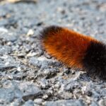 How the Woolly Bear Caterpillar Does One thing Quite Wonderful to Survive the Winter