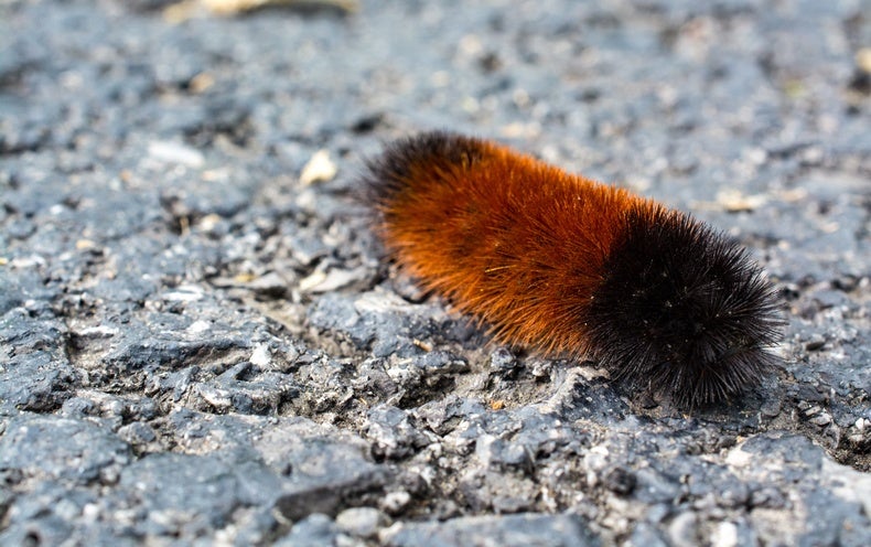 How the Woolly Bear Caterpillar Does One thing Quite Wonderful to Survive the Winter
