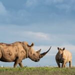 Massive Herbivores Can Enable Prevent Significant Wildfires