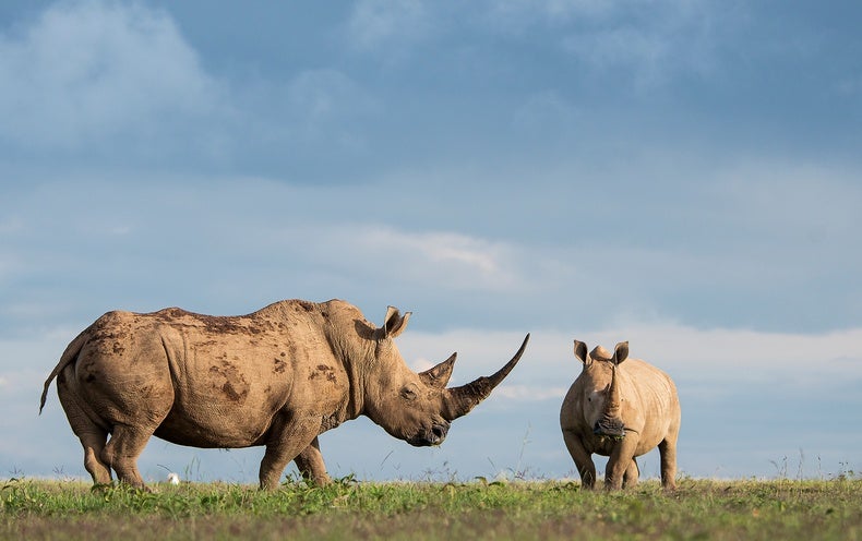Massive Herbivores Can Enable Prevent Significant Wildfires
