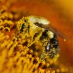 Bees ‘Buzz’ in Far more Ways Than You May Believe
