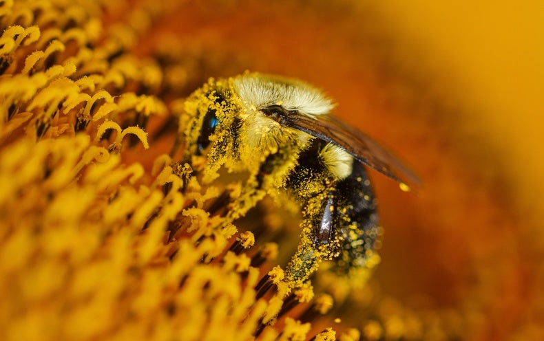Bees ‘Buzz’ in Far more Ways Than You May Believe