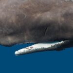 Artificial Intelligence Could Finally Let Us Talk with Animals