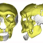 Probable New Human Species Identified through 300,000-Calendar year-Old Jawbone Fossil