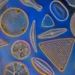 Our Oceans Are Threatened by Local climate Disruption. They Could Also Give Local climate Alternatives