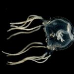 These Lovely Jellyfish Display Mastering Won’t Even Involve a Brain