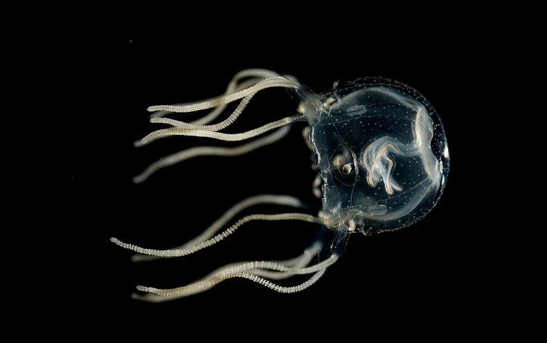 These Lovely Jellyfish Display Mastering Won’t Even Involve a Brain