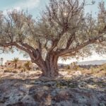 Olive Oil Rates Surge as Persistent Drought Ravages Mediterranean Groves
