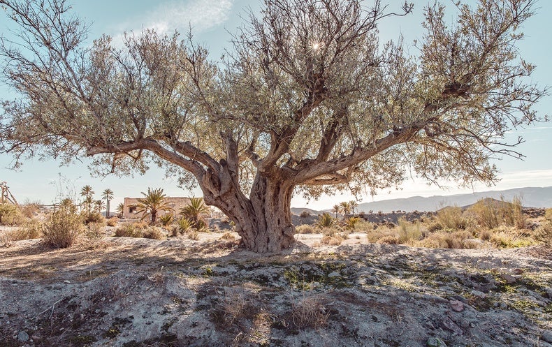 Olive Oil Rates Surge as Persistent Drought Ravages Mediterranean Groves