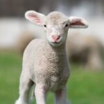 Synthetic Womb Trials in Individuals Could Start out Before long