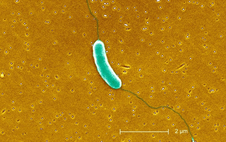 Flesh-Consuming Microorganisms Bacterial infections Are on the Rise in the U.S. Here’s How to Remain Safe