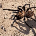 Eaten, Crushed or Starved Male Tarantulas Trade Their Existence to Impregnate a Mate