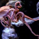 Octopuses Utilised in Study Could Acquire Same Protections as Monkeys