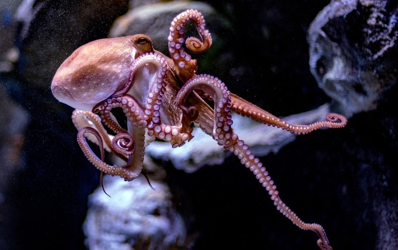 Octopuses Utilised in Study Could Acquire Same Protections as Monkeys