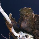 A Attractive Newfound Fungus Mummifies Its Spider Prey
