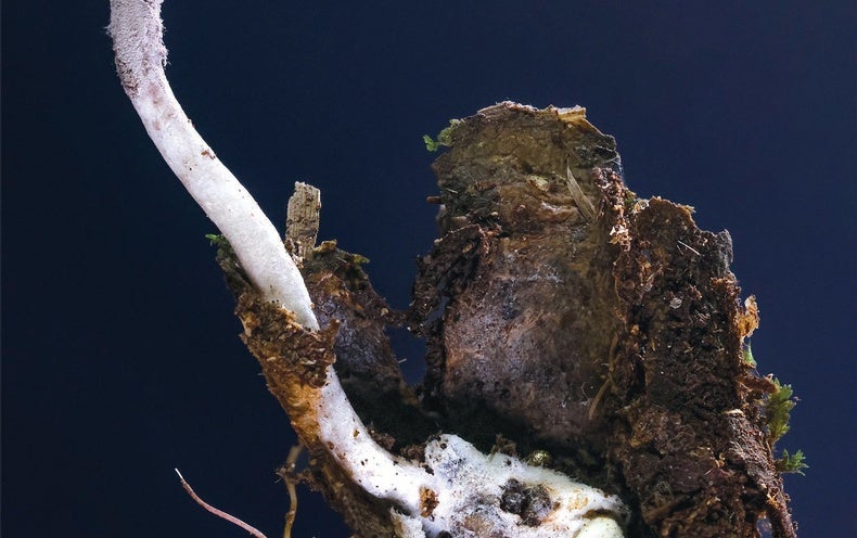 A Attractive Newfound Fungus Mummifies Its Spider Prey