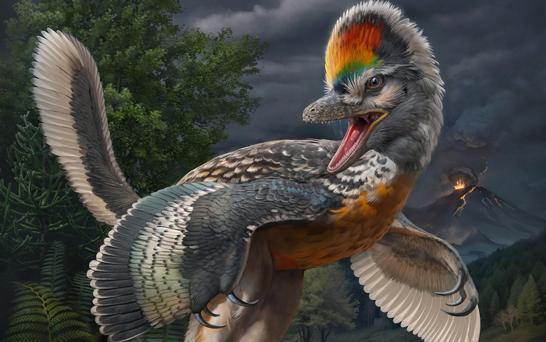 ‘Weird’ Dinosaur Prompts Rethink of Hen Evolution