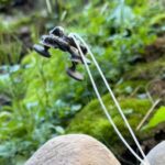 This Insect-Sized Robot Can Carry 22 Moments Its Personal Bodyweight